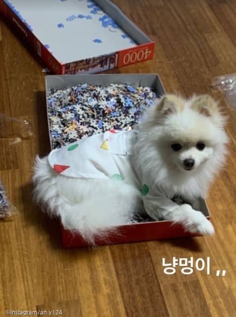 ⓒ노트펫