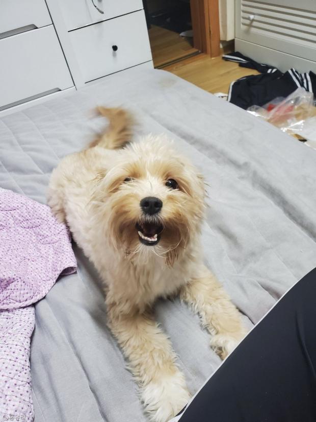 ⓒ노트펫