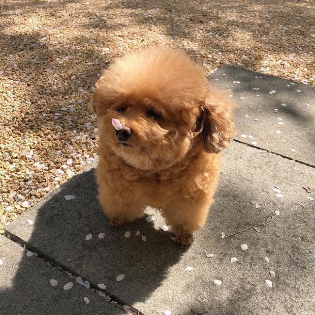 최지우 인스타그램 