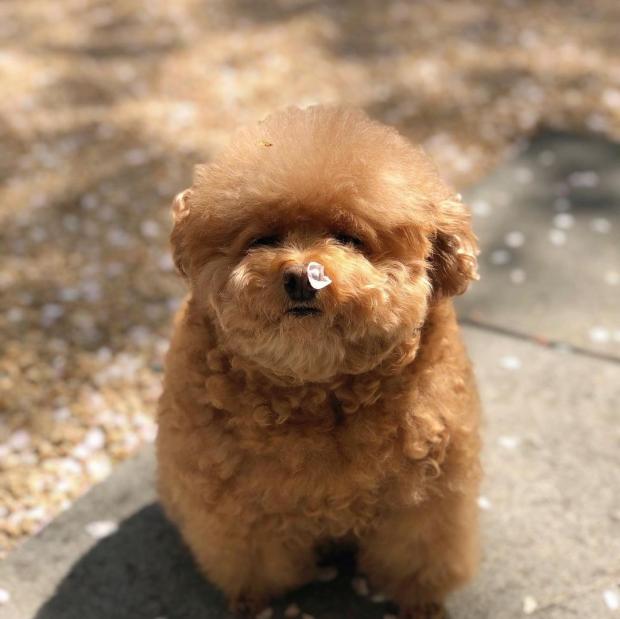 최지우 인스타그램 