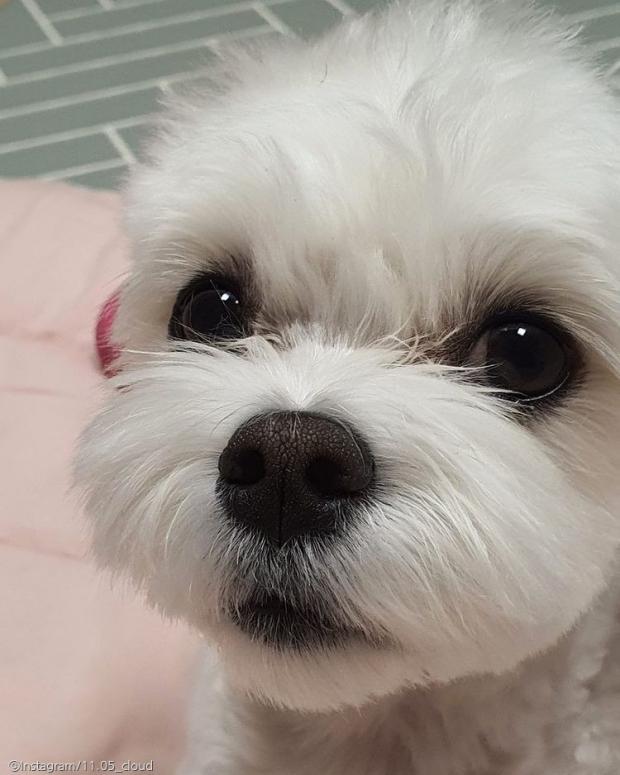 ⓒ노트펫