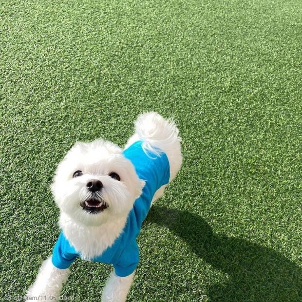 ⓒ노트펫
