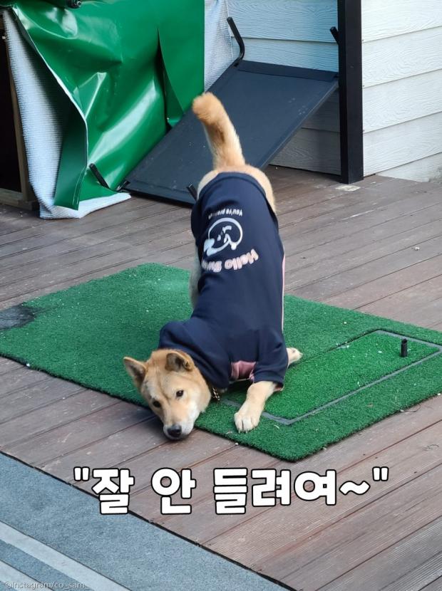 ⓒ노트펫