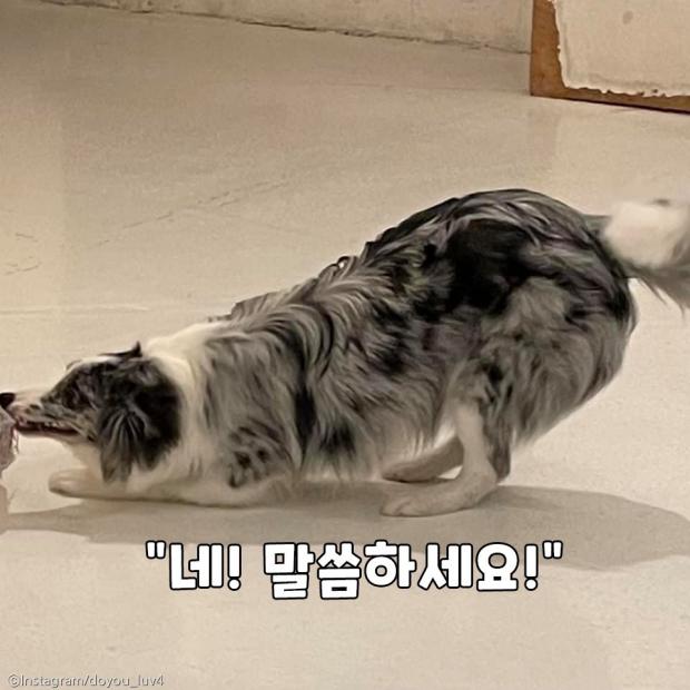 ⓒ노트펫