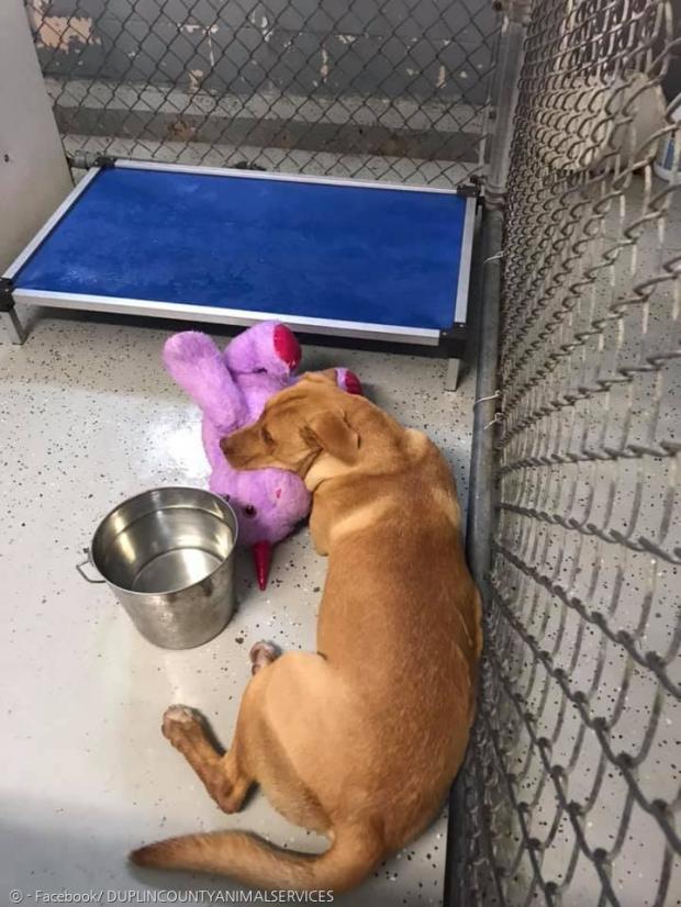 시수는 한시도 유니콘과 떨어지지 않고, 계속 붙어있었다. [출처: Facebook/ DUPLIN COUNTY ANIMAL SERVICES]