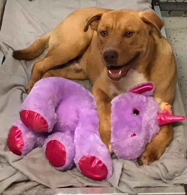보라색 유니콘 인형을 선물 받고 행복한 유기견 시수. [출처: Facebook/ DUPLIN COUNTY ANIMAL SERVICES]