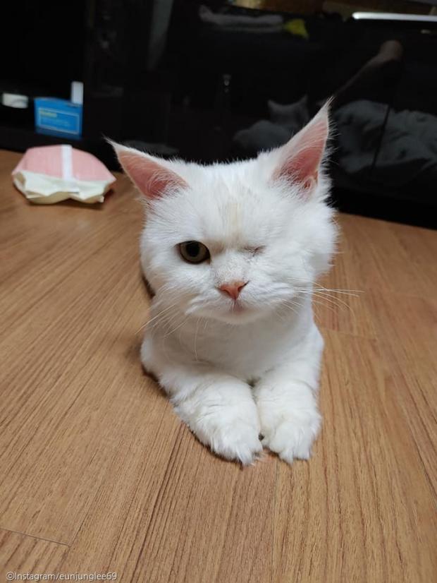 ⓒ노트펫