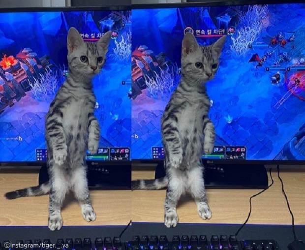 ⓒ노트펫