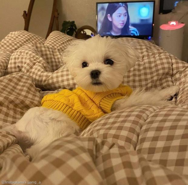 ⓒ노트펫
