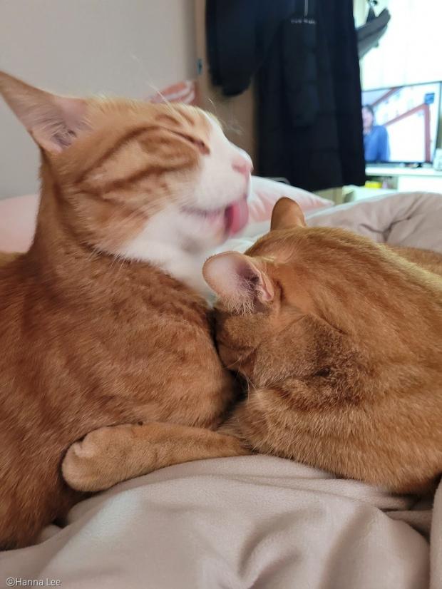 ⓒ노트펫