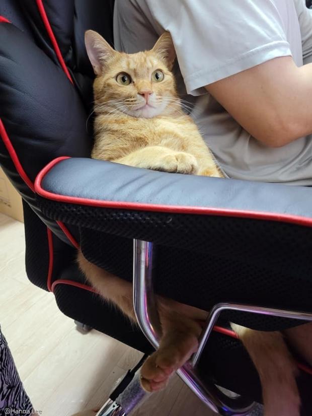 ⓒ노트펫
