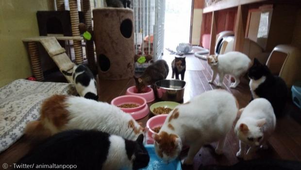 오사카의 다른 동물보호단체. [출처: Twitter/ animaltanpopo]