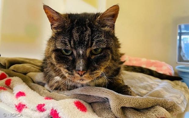 못 알아볼 정도로 변한 22살 고양이 피비. [출처: RSPCA 갈무리]