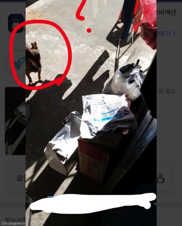 ⓒ노트펫