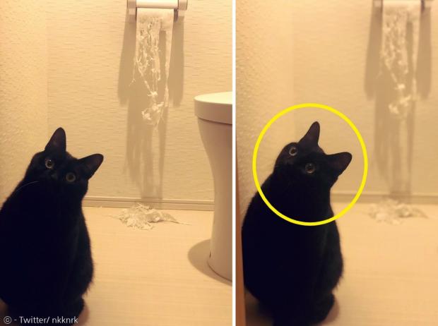 고양이 코네로쿠가 찢어진 휴지 뭉치 앞에서도 먼 산을 보며(노란 원) 모른 척했다. [출처: Twitter/ nkknrk]