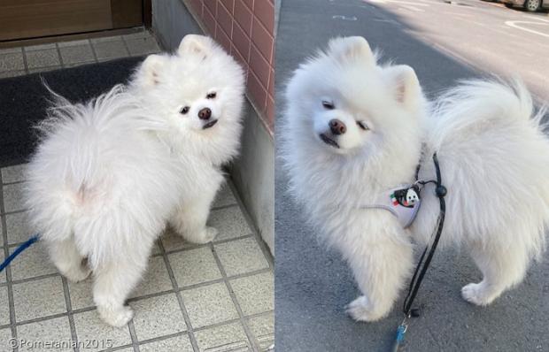 산책 나간 지 얼마 안 되어 울상이 된 레이.