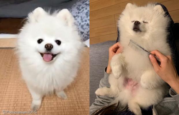 집에 있을 때가 더 좋은 강아지 '레이'