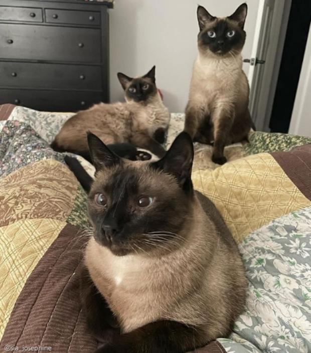 구조된 날짜도, 친부모도 다르지만 똑닮은 삼 냥이 시아, 주코, 알피.