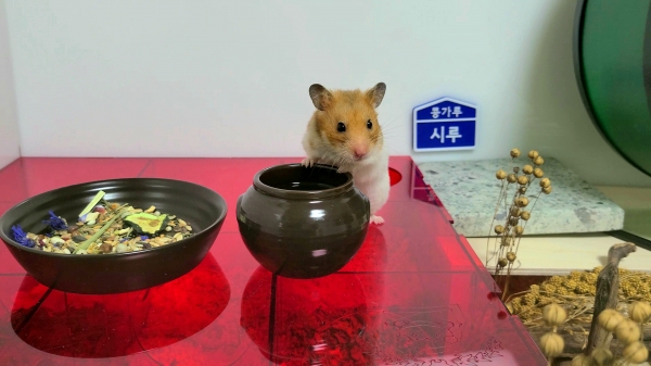 사진 = 제공 = 인스타그램 @b_yachae