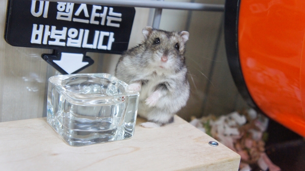 사진 = 안녕하세요. 물그릇 모델 뽀실이라고 해요. 제공 = 0405 님