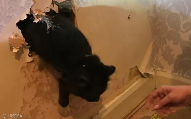 닷새간 굴뚝에 갇힌 검은 고양이 플러피. [출처: RSPCA]