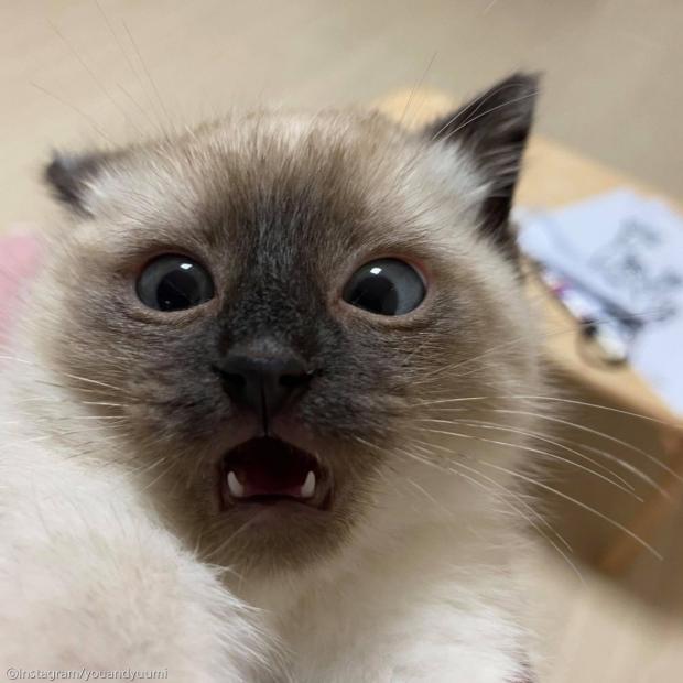 ⓒ노트펫