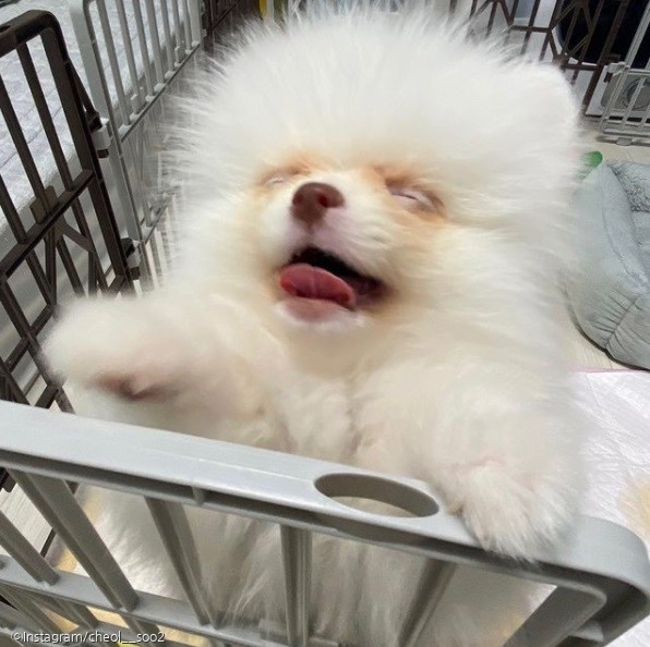 ⓒ노트펫