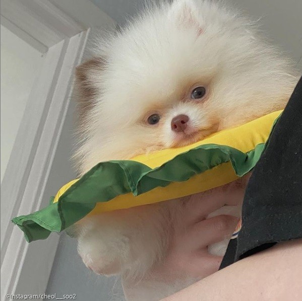 ⓒ노트펫
