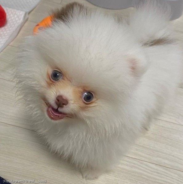 ⓒ노트펫
