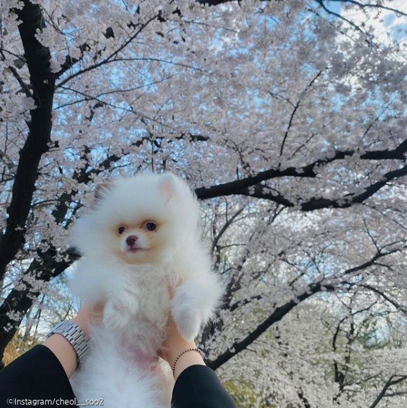 ⓒ노트펫