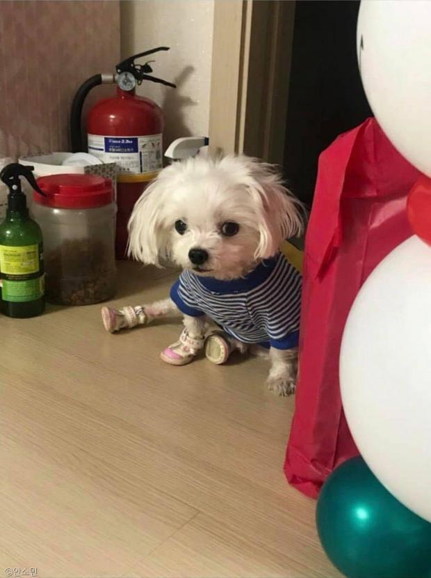 ⓒ노트펫
