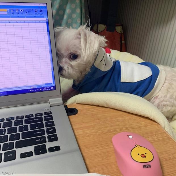 ⓒ노트펫