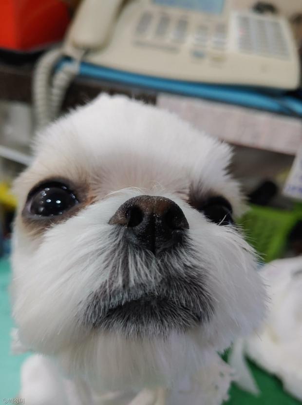 ⓒ노트펫