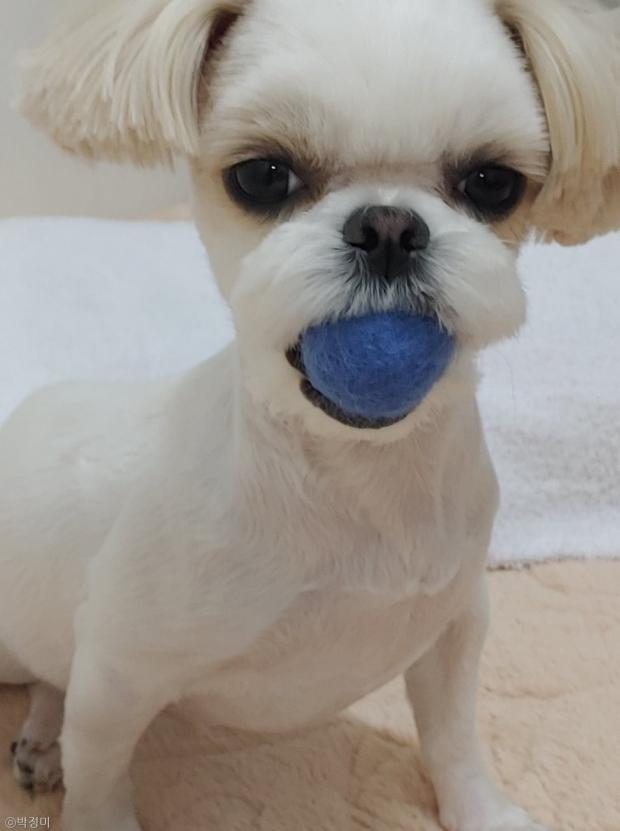 ⓒ노트펫