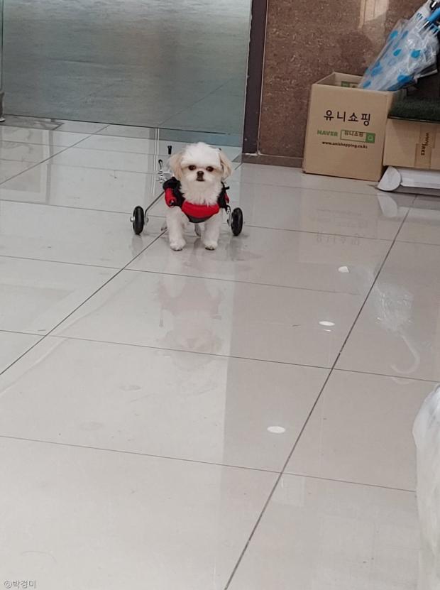 ⓒ노트펫