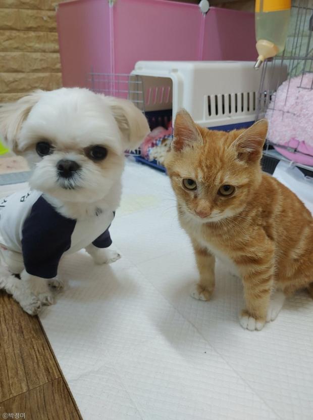ⓒ노트펫