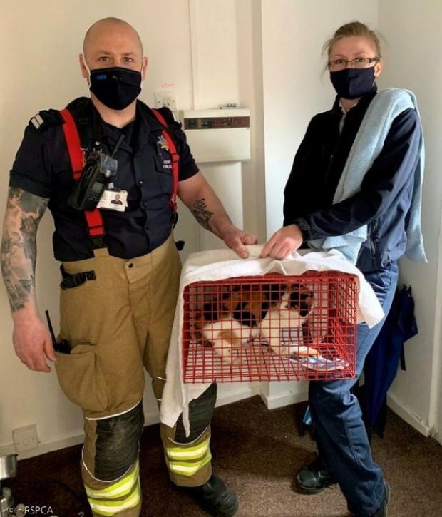 몰리를 구조한 소방관과 제니 베설 RSPCA 조사관(오른쪽).