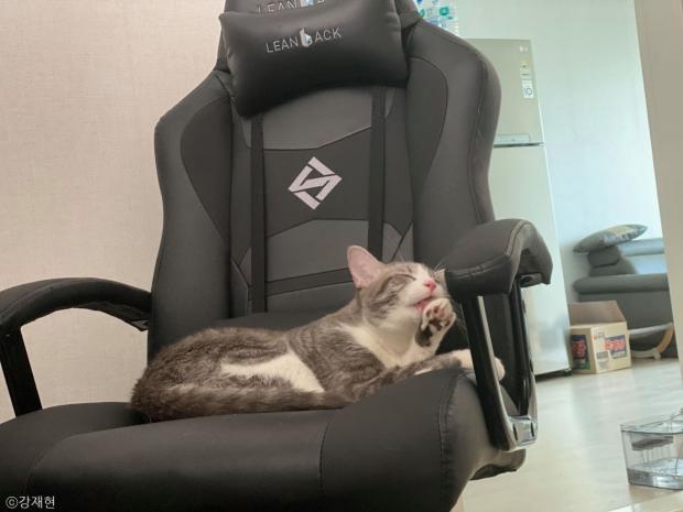 ⓒ노트펫