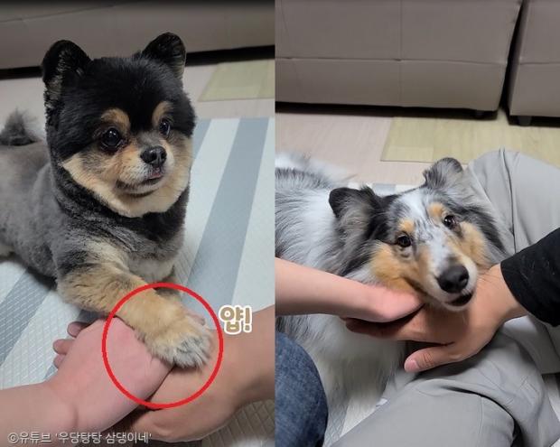 ⓒ노트펫