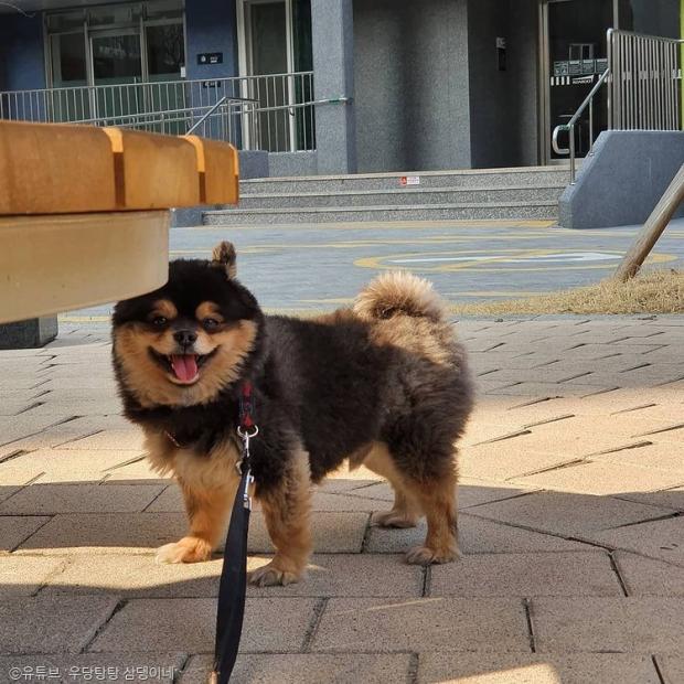 ⓒ노트펫
