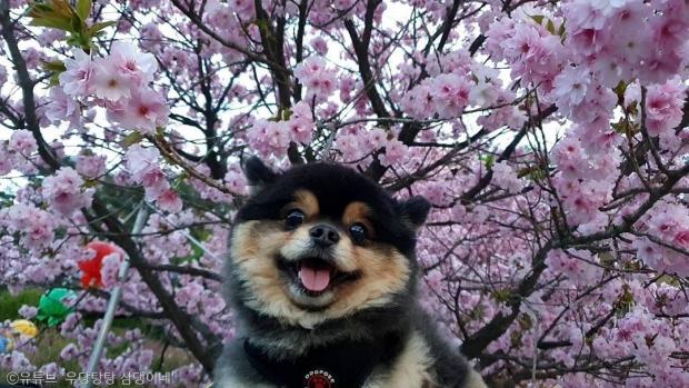 ⓒ노트펫