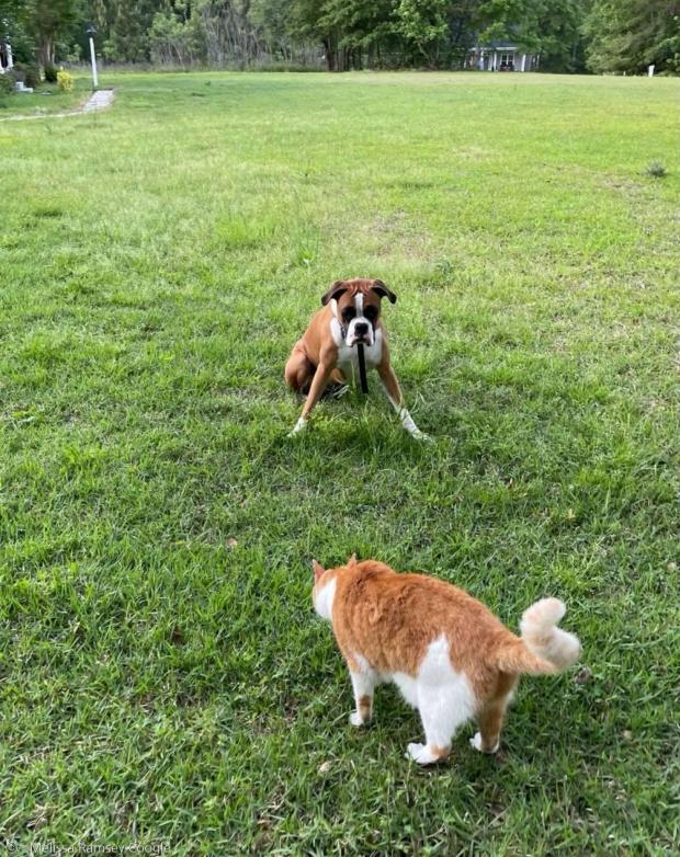 고양이 오빠를 막아선 동생 할리.