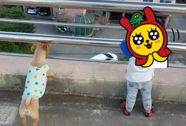 한 달 반 뒤 안정을 찾아가던 강아지는 3살 아이와 절친이 됐다. 