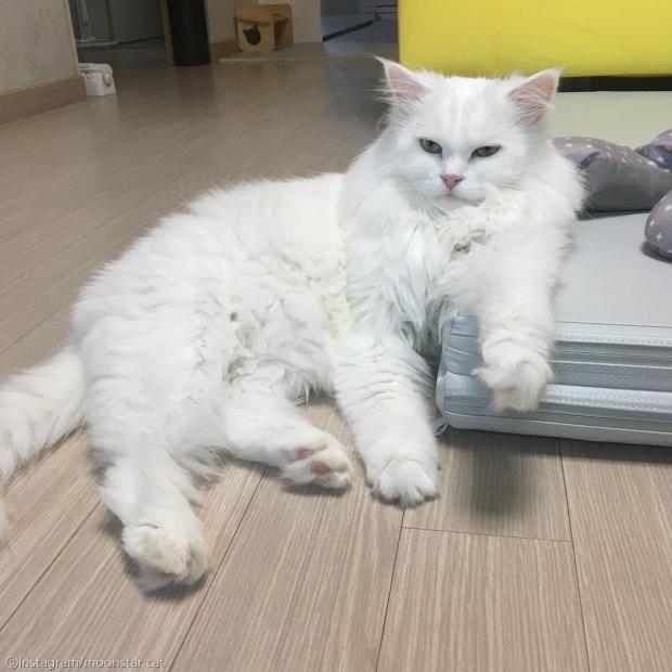 ⓒ노트펫