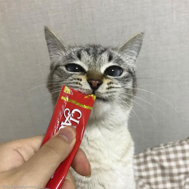 ⓒ노트펫