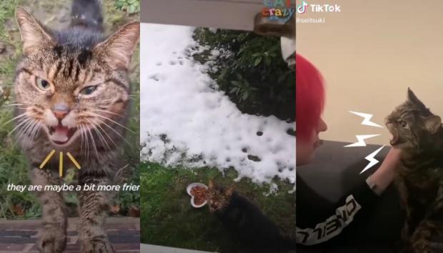 길고양이 타이거의 3단 분노. 밥을 줘도, 쓰다듬어도 타이거는 이빨을 보이며 성질을 부렸다. [출처: TikTok/ seitsuki]