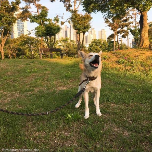 ⓒ노트펫