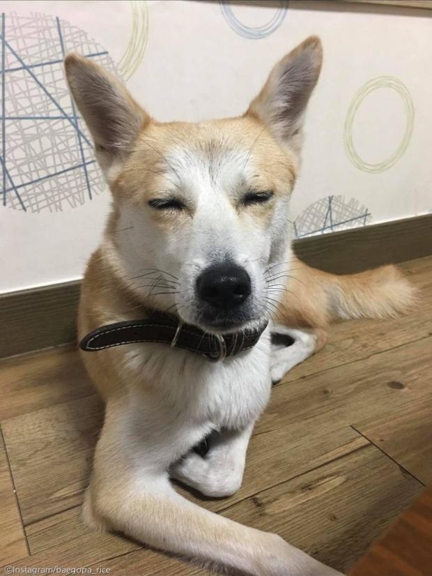 ⓒ노트펫