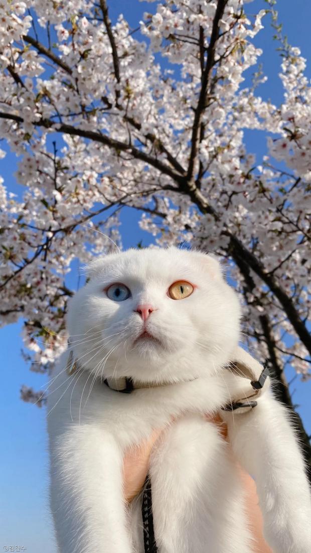 ⓒ노트펫