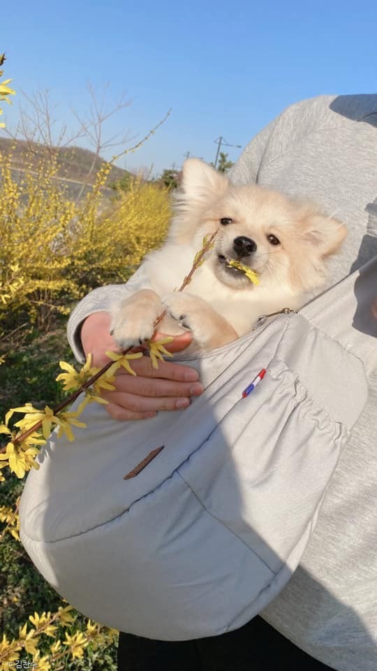 ⓒ노트펫